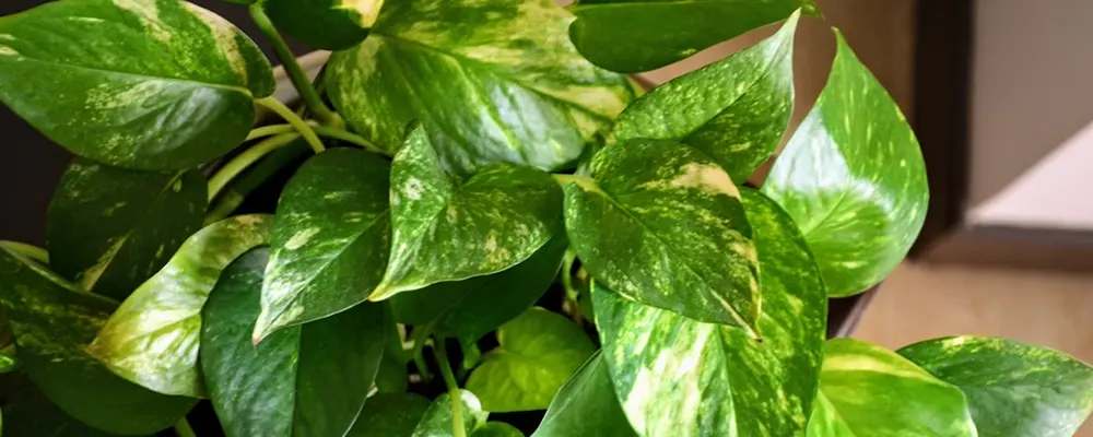 Епіпремнум золотистий