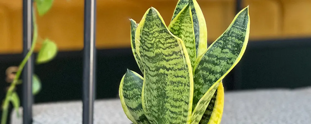 Сансевієрія