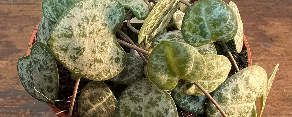 Церопегія Вуда