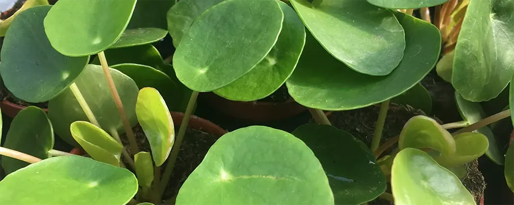 Пілея пеперомієподібна