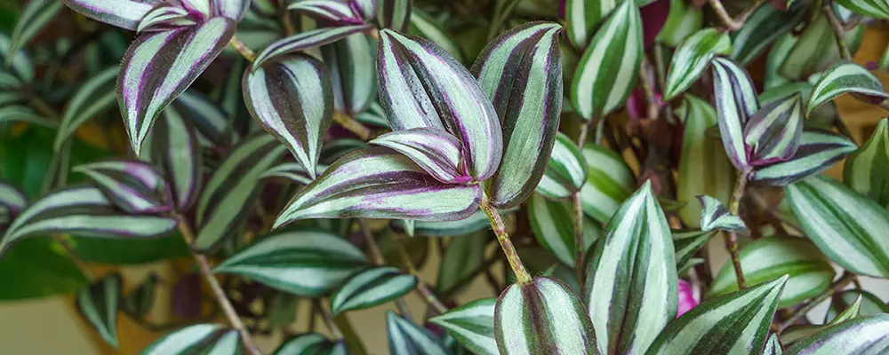 Традесканція зебрина