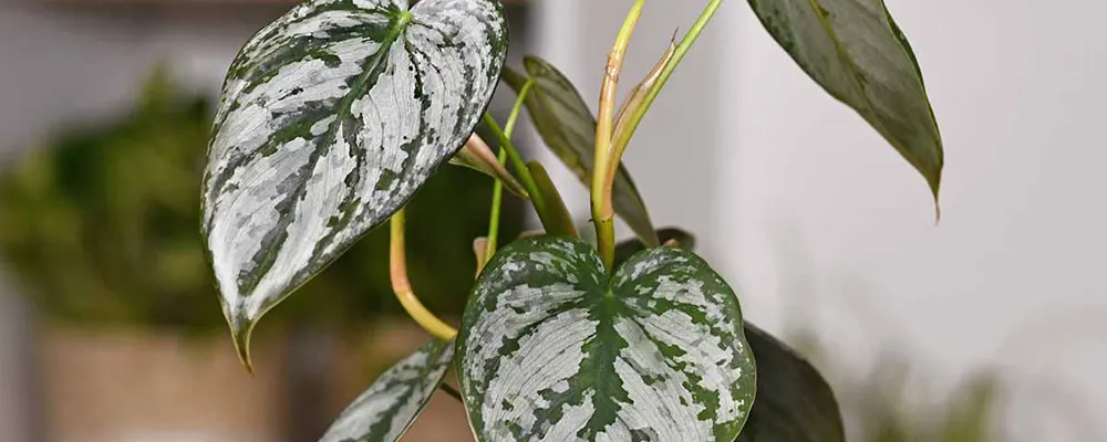 Філодендрон