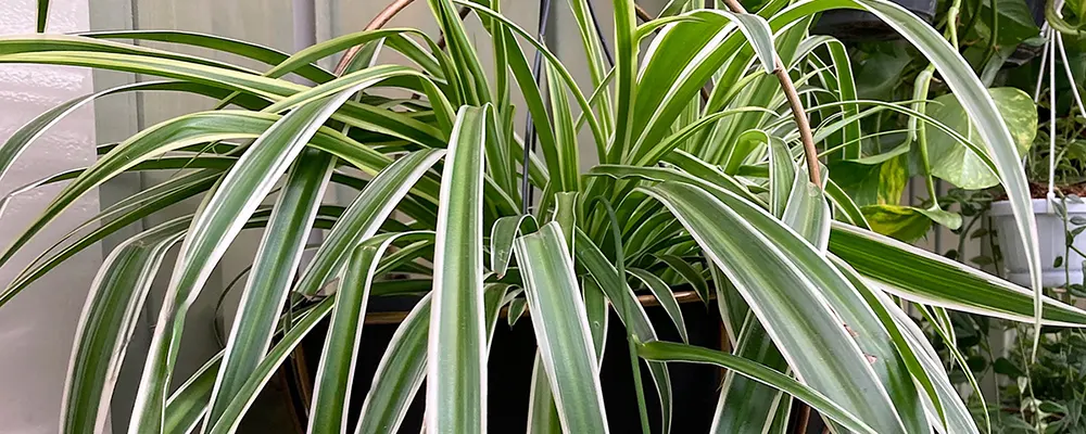 Хлорофітум