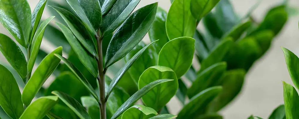 класичний заміокулькас