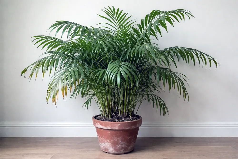 Хамедорея пересадка, коли