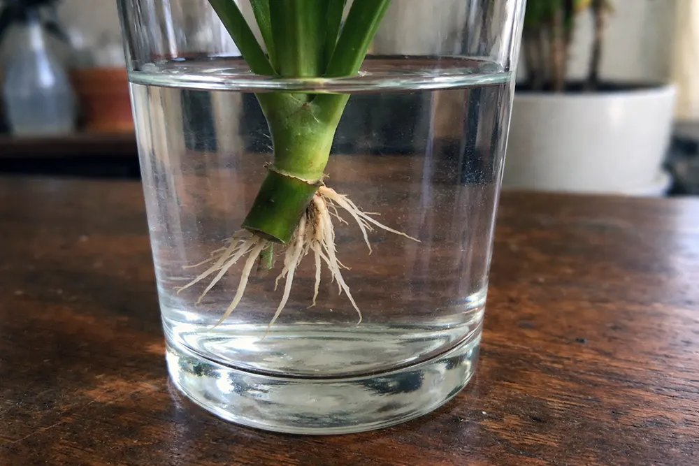 розмноження драцени у воді