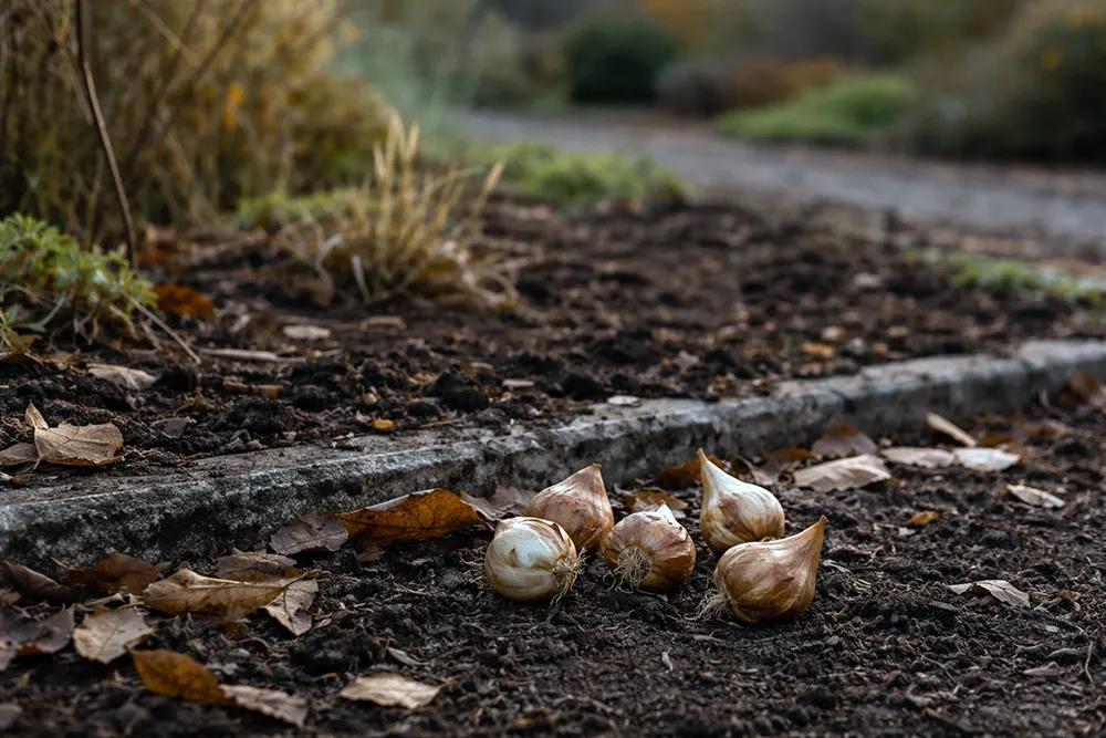 Коли висаджувати тюльпани після вигонки