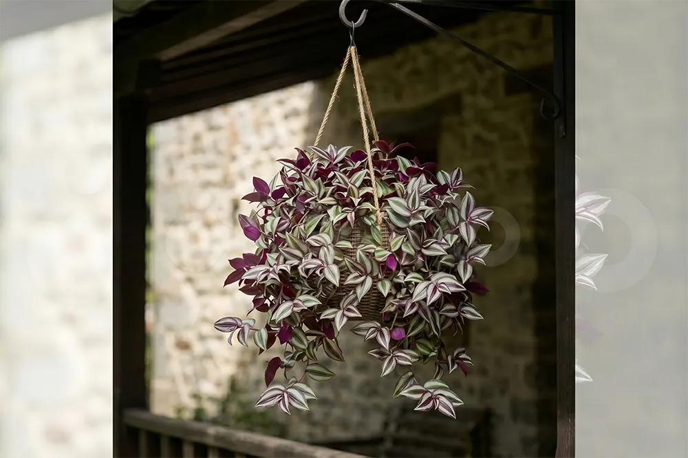 Яскрава традесканція (Tradescantia) з смугастим фіолетово-сріблястим листям, що звисає з плетеного підвісного кашпо.