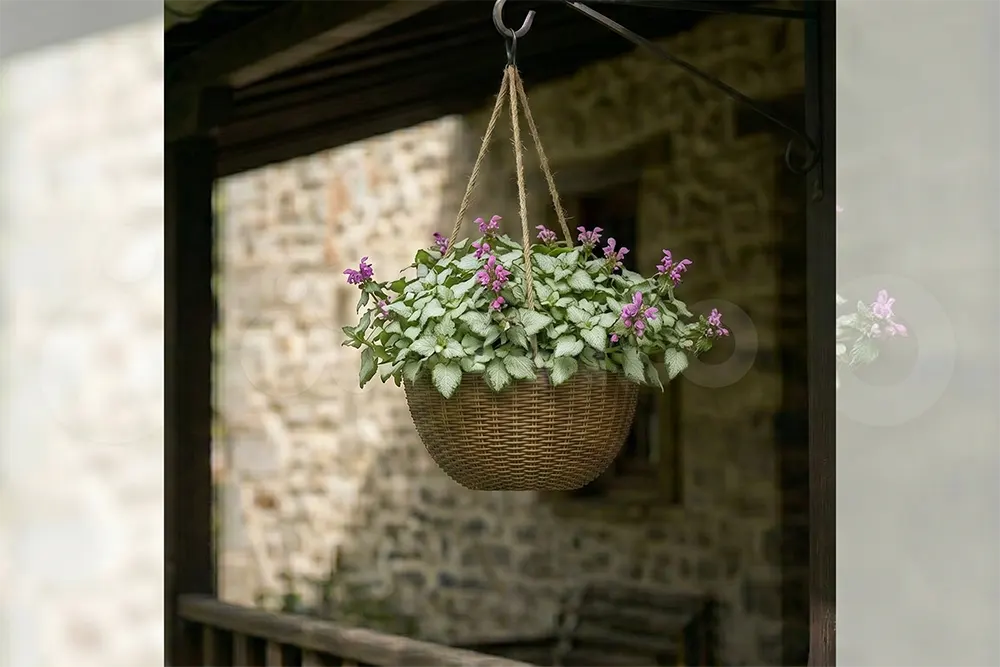 Яснотка плямиста (Lamium maculatum) з декоративним сріблясто-зеленим листям і рожево-пурпуровими квітами у підвісному кашпо.