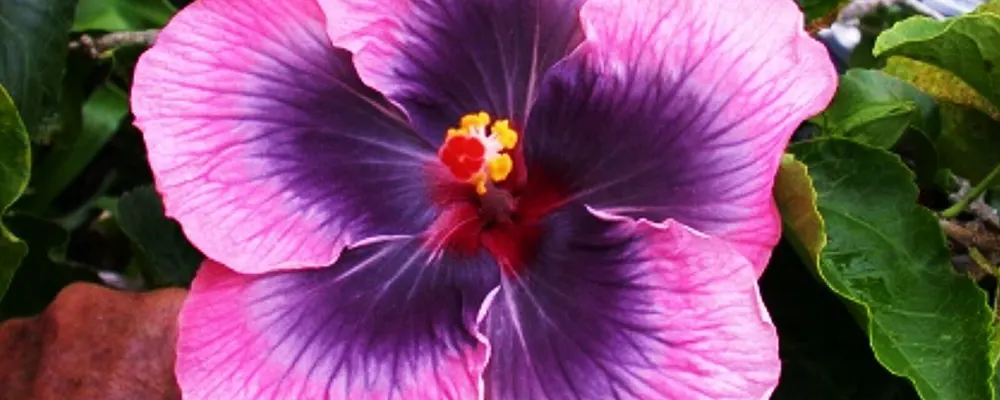 трав’янистий гібіскус не цвіте