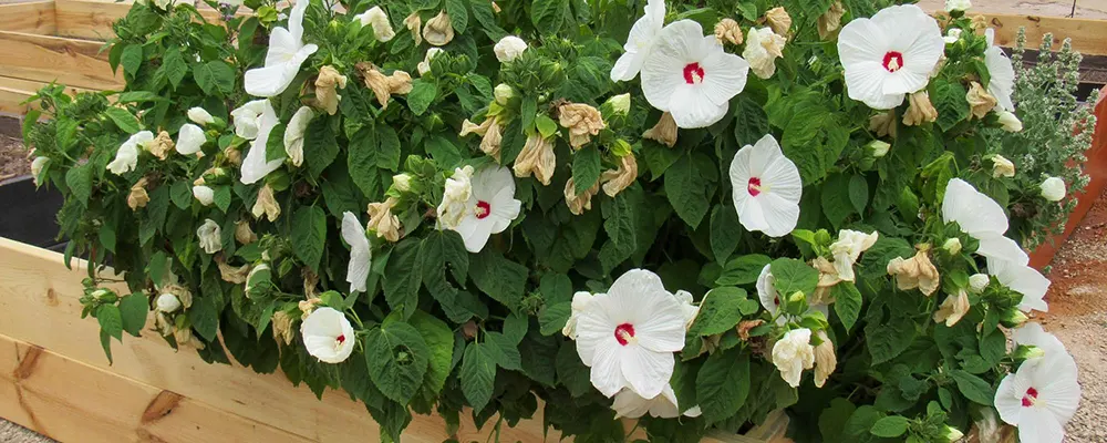 трав’янистий гібіскус шкідники та хвороби