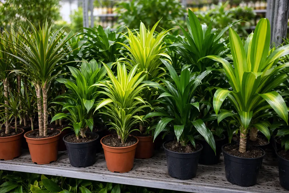 Види драцен на фотографії