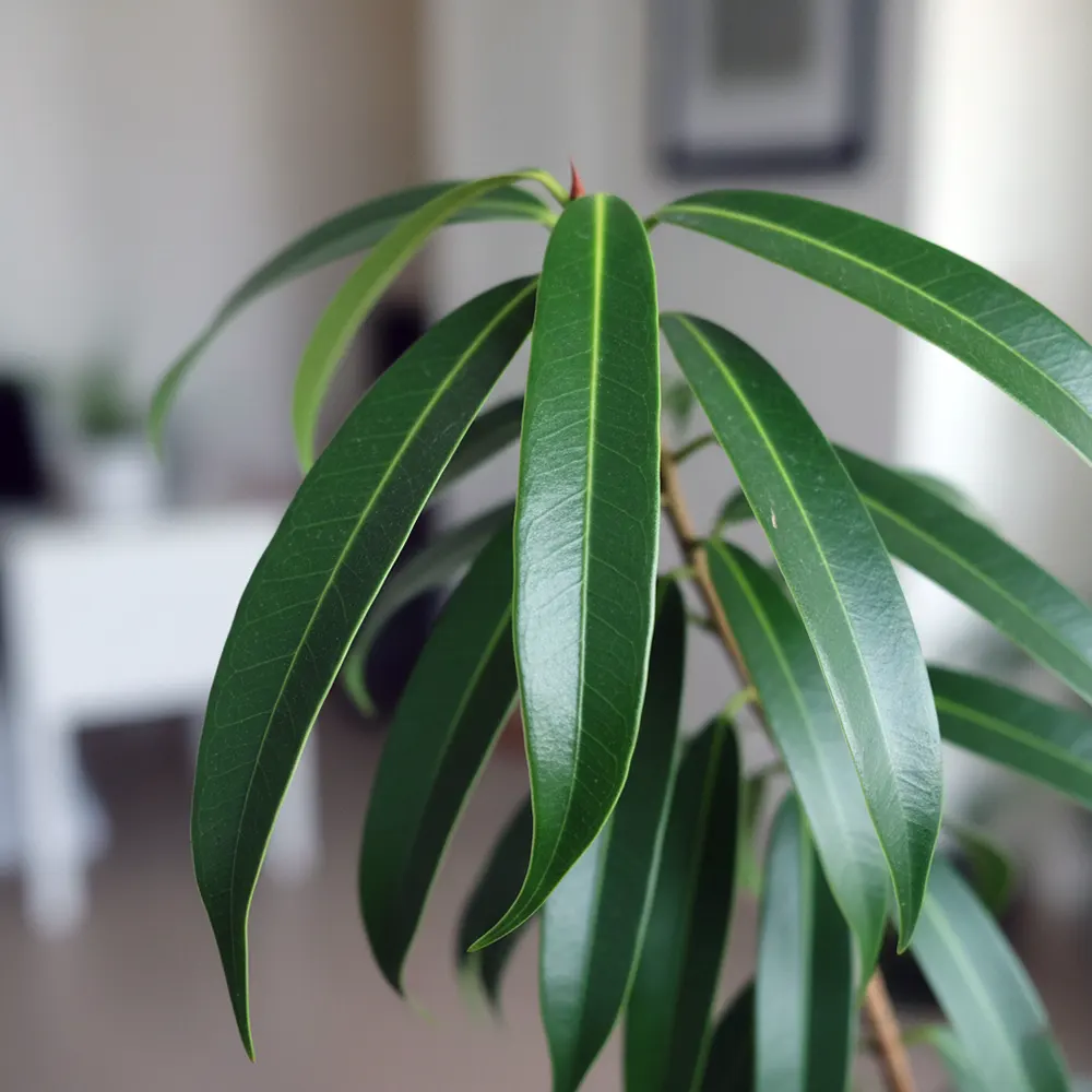 Фікус Алі в Україні