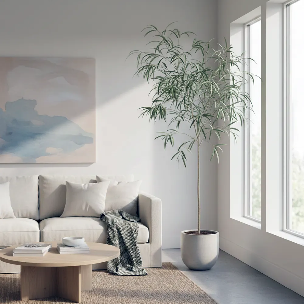 Ficus binnendijkii Alii купити