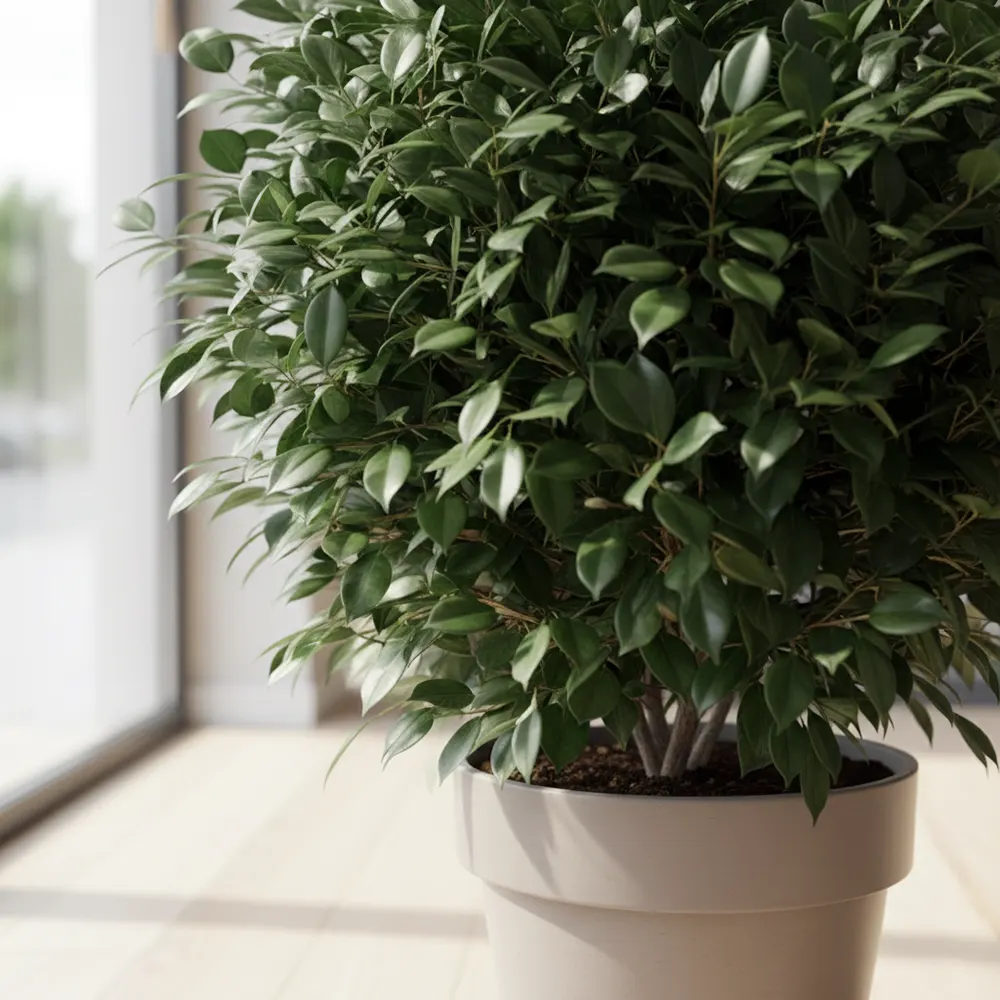 купити фікус Мокламе