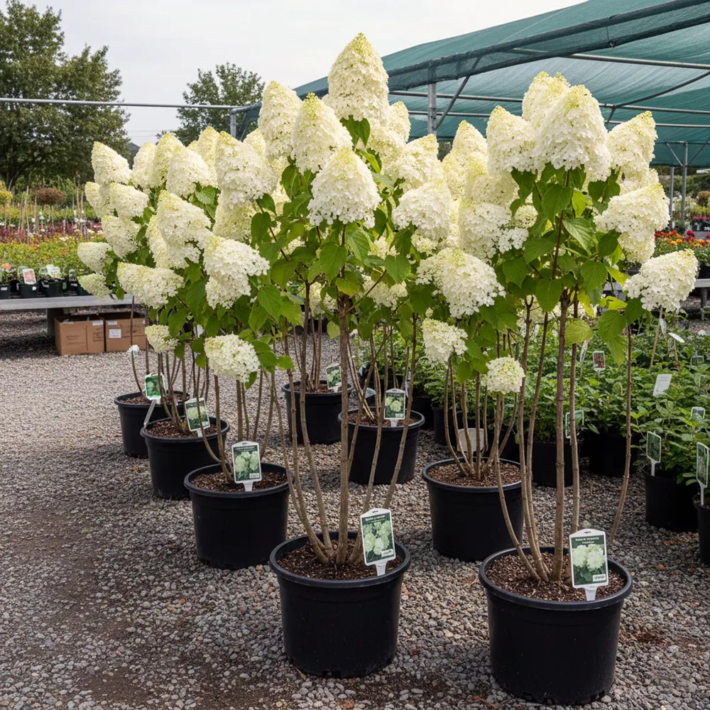 купити гортензію Геркулес