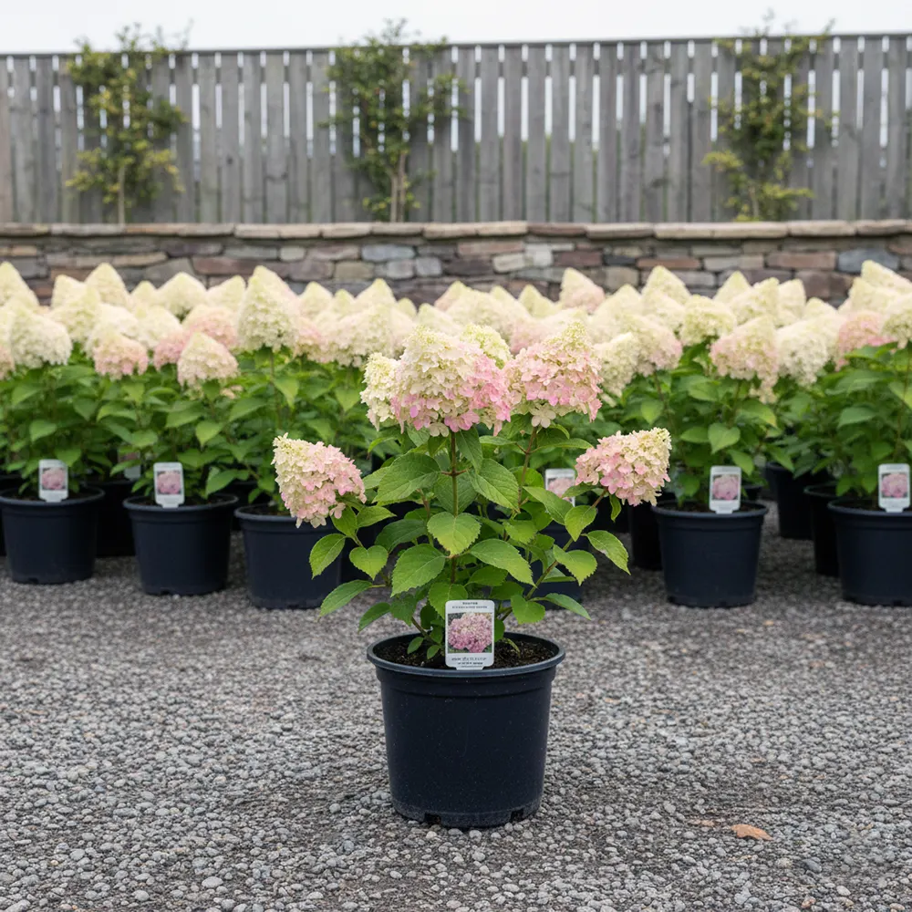 Гортензія Ванілла Фрей в Україні