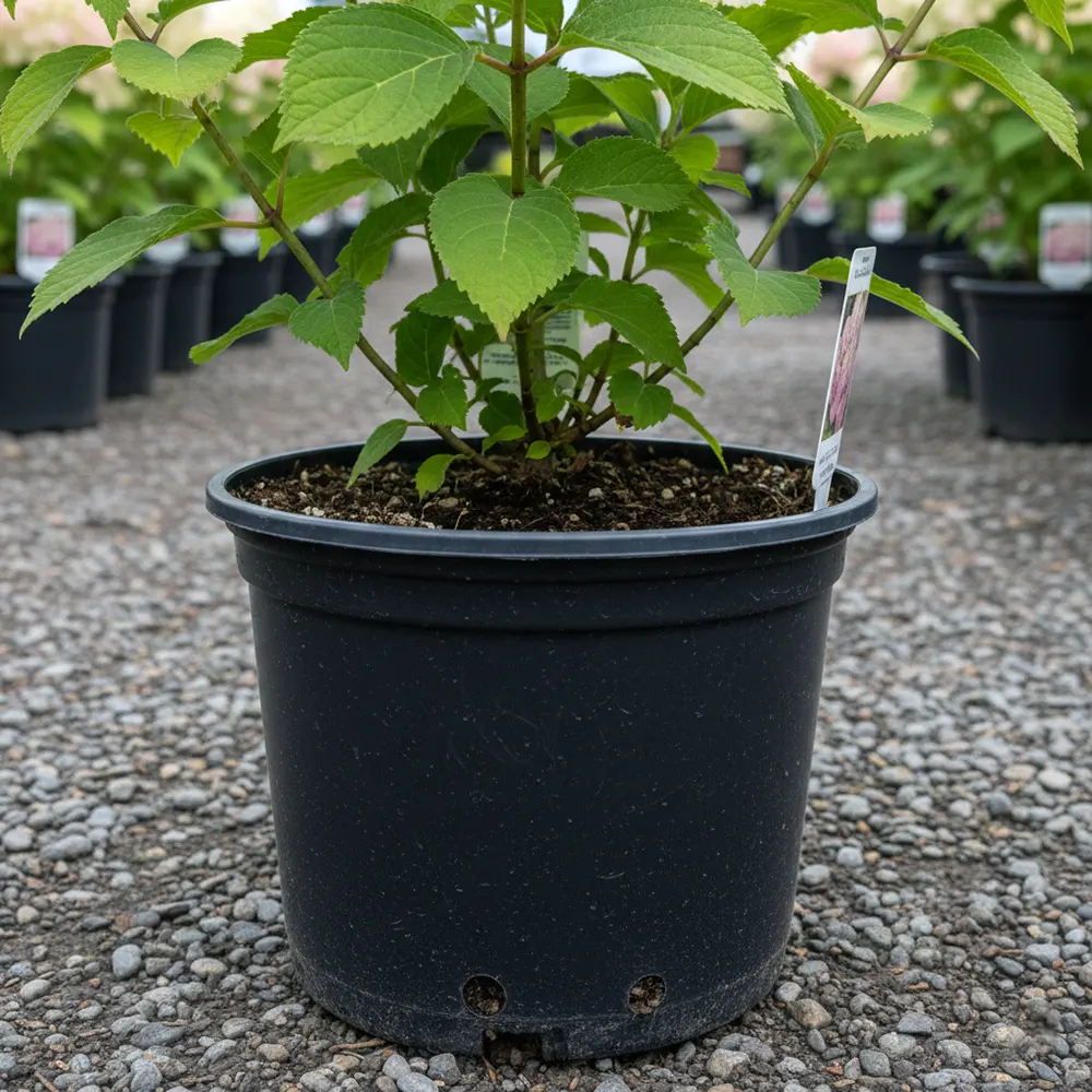 Гортензія Ванілла Фрей в горщику