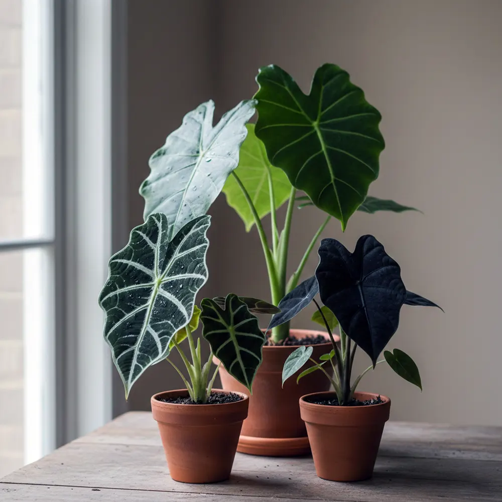 Алоказія фотографія кімнатної рослини