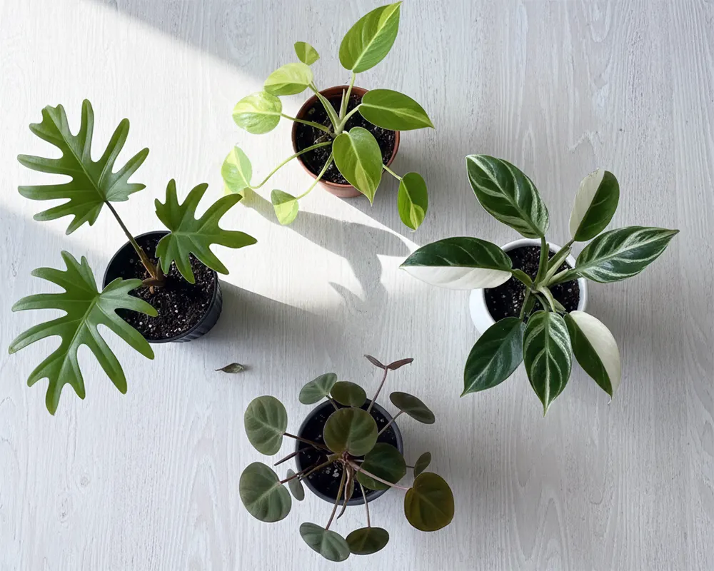 Види філодендронів