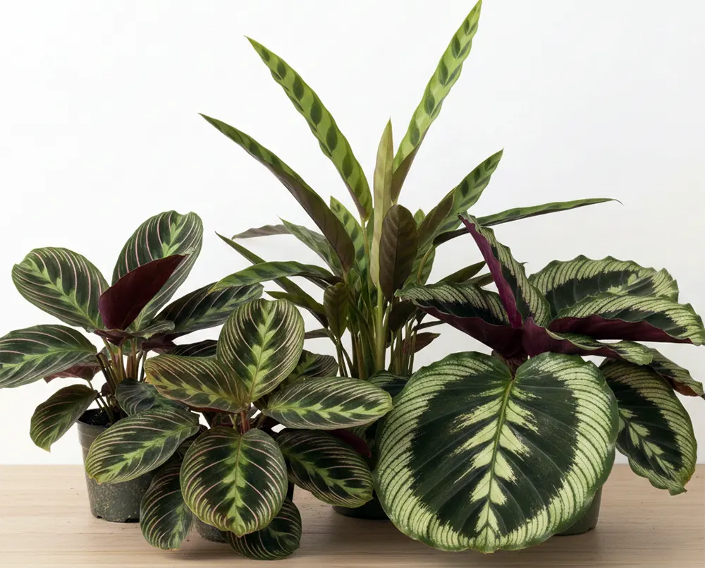 калатея на фото