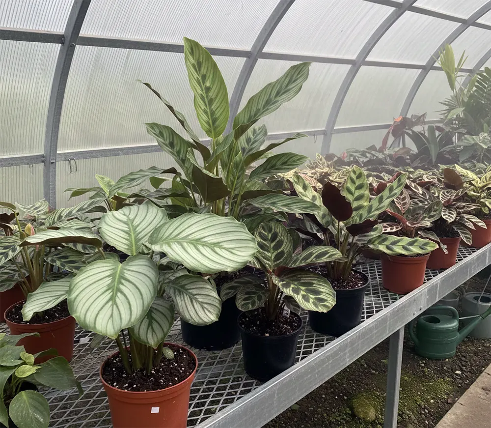 Види калатей на фото