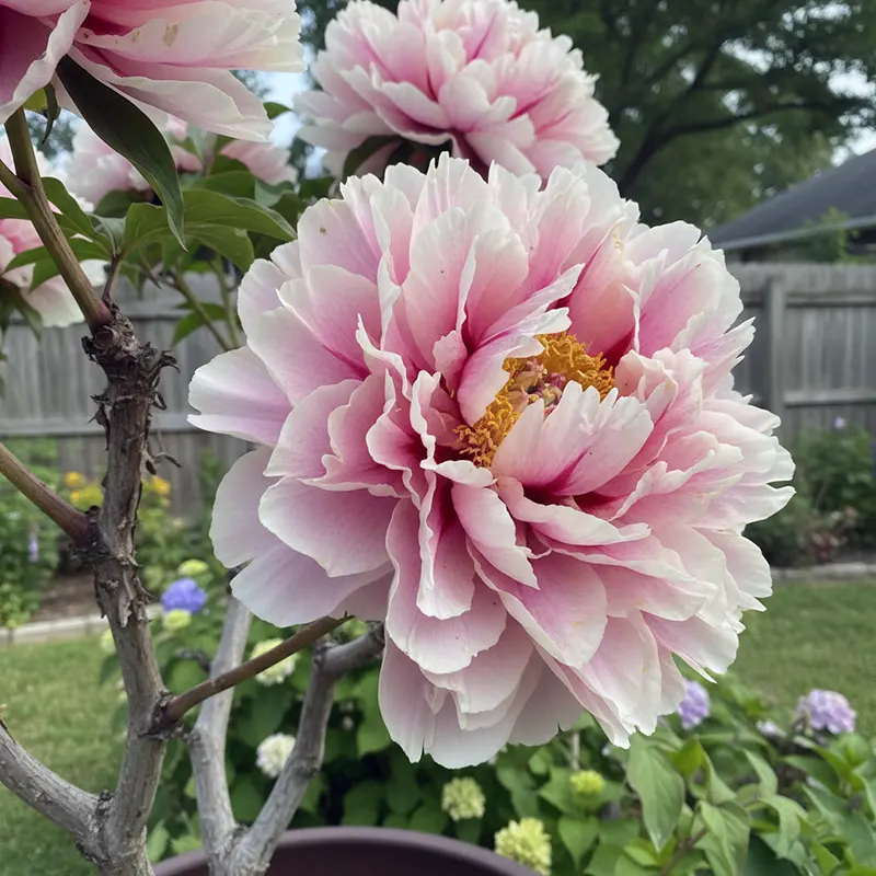 Деревовидний піон фотографії