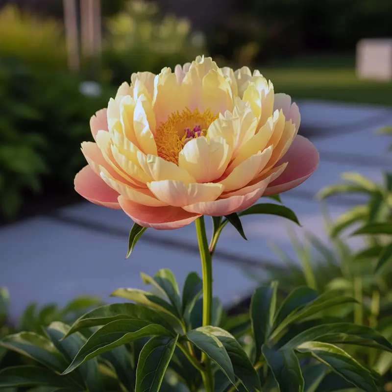 Фото ІТО півонії