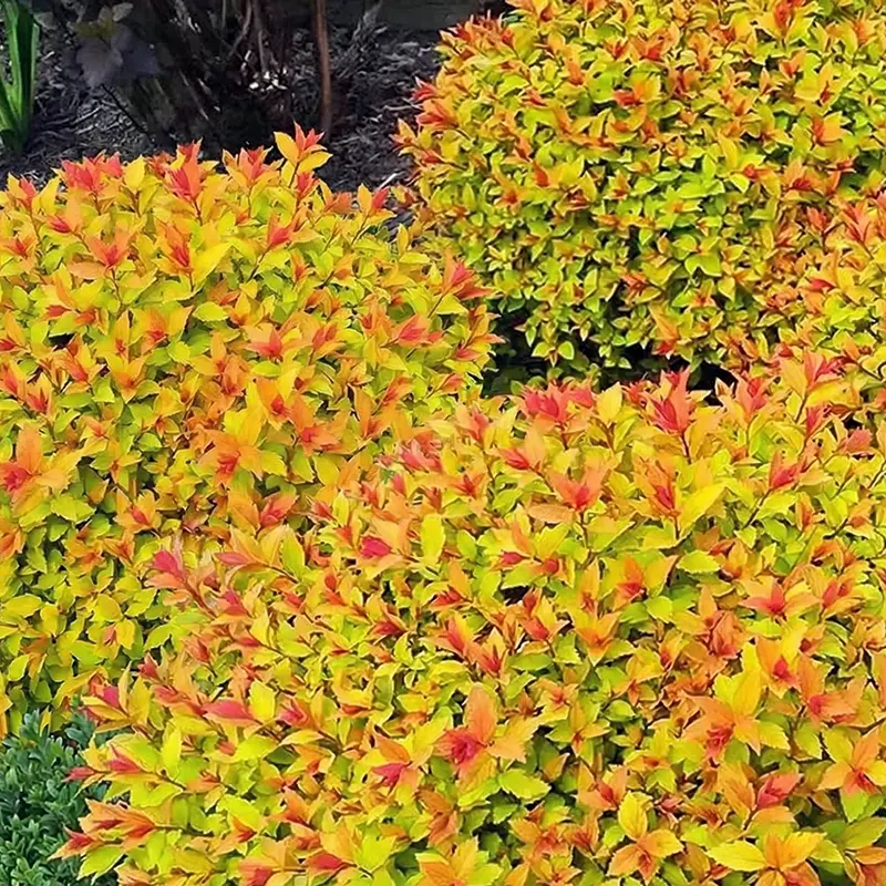 Таволга фотографії