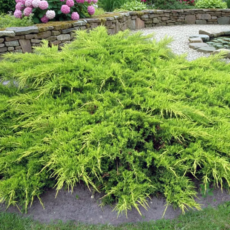 Фото ялівцю