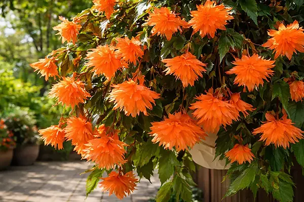 Belleconia: що це за бегонія і як її вирощувати