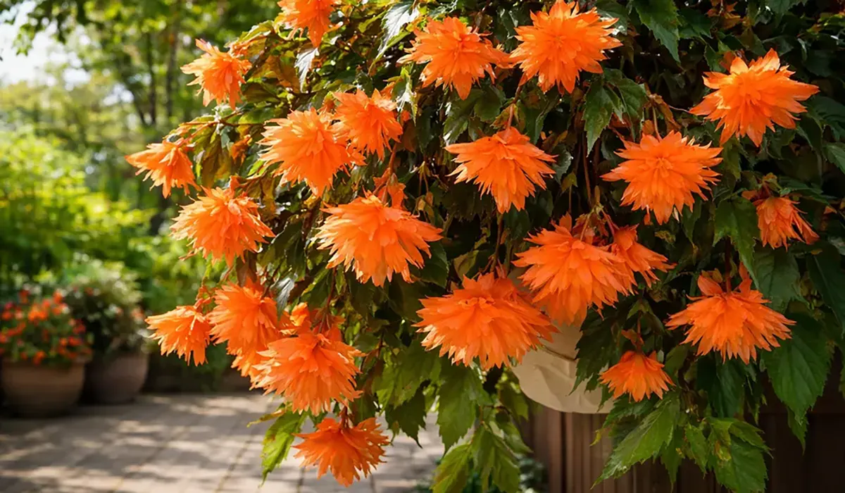 Belleconia: що це за бегонія і як її вирощувати