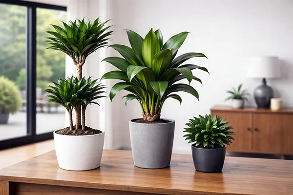 Драцена догляд у квартирі