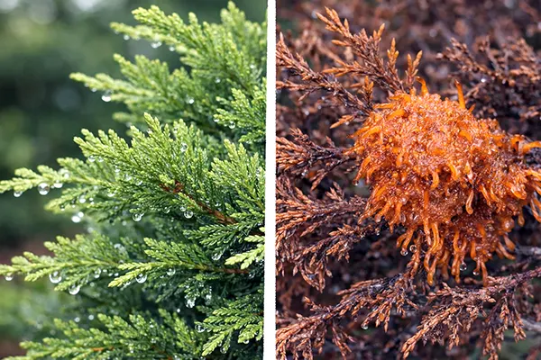 Іржа на ялівці: як ефективно побороти
