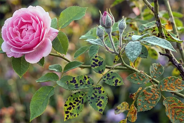 Хвороби троянд, фото, ознаки та лікування