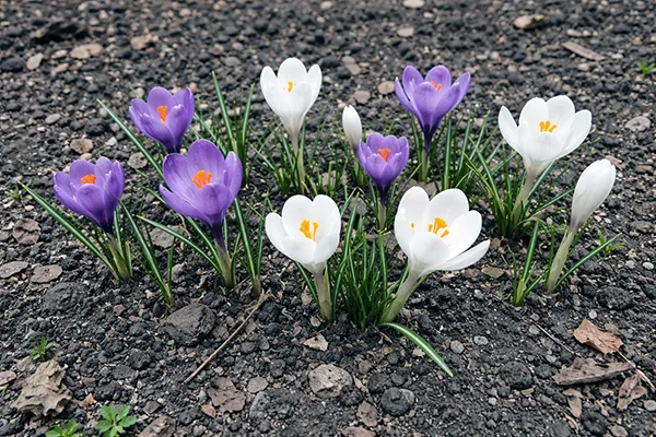 Коли і як садити крокуси