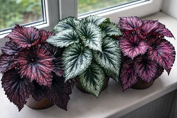 Королівська бегонія (рекс): рослина, яку обирають за листя