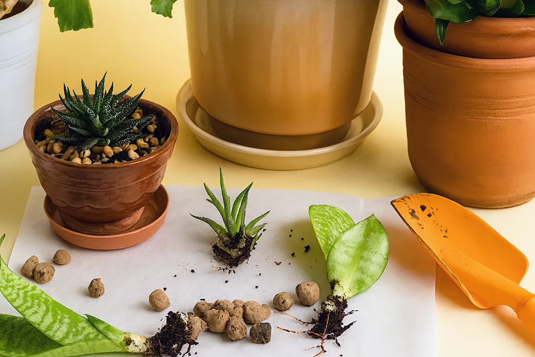 Осіннє розмноження кімнатних рослин + 10 прикладів