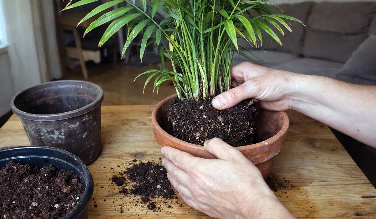 Пересадка пальми хамедорея: коли вона справді потрібна і як не нашкодити