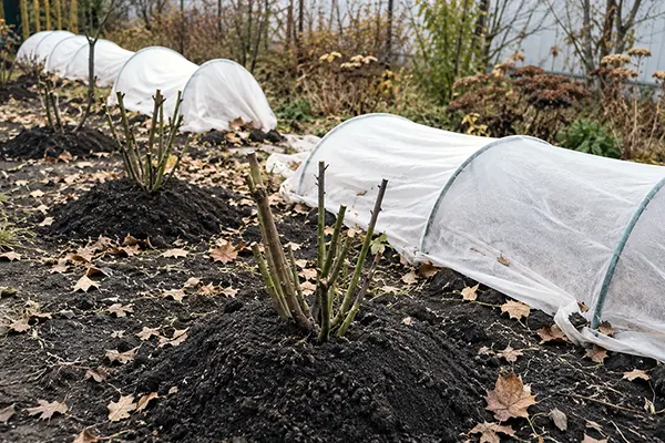 Укриття та підготовка троянд до зими: покроковий гайд