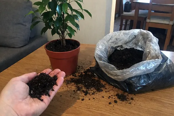 Як обрати ґрунт для фікуса