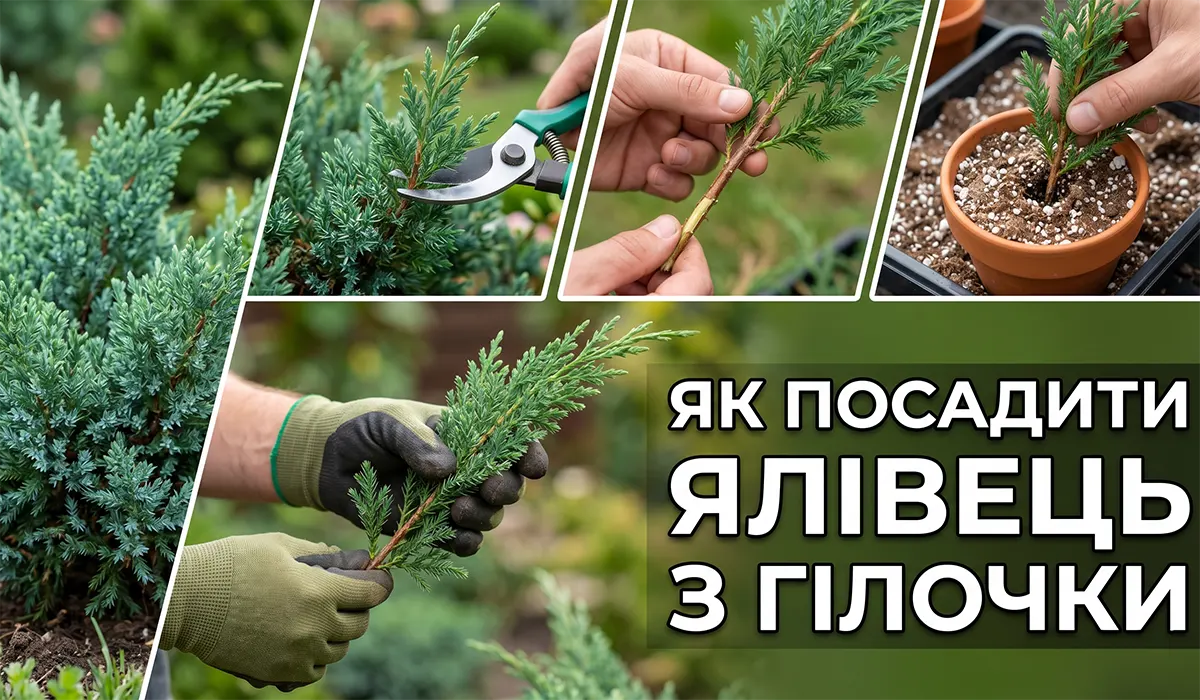 Як посадити ялівець з гілочки