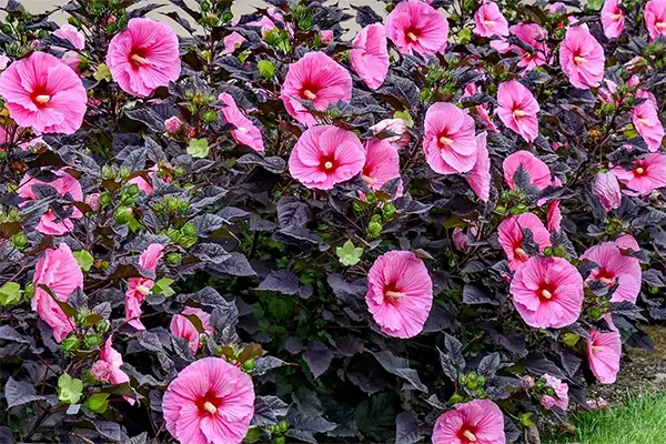 Як змусити трав’янистий гібіскус рясно цвісти