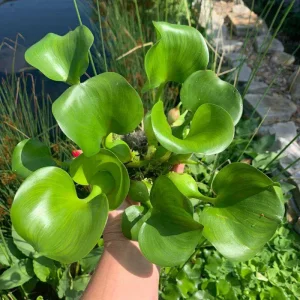 Водний гіацинт (Eichhornia crassipes)