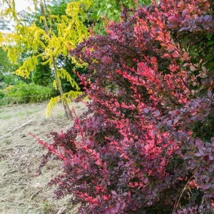 Барбарис Тунберга «Rose Glow»