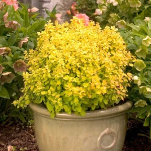 Барбарис Тунберга «Golden Zwerg»