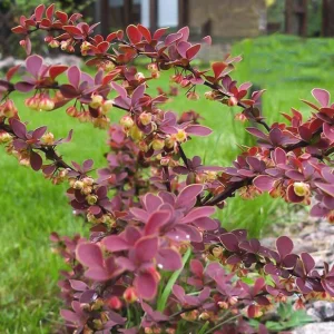 Барбарис Тунберга «Red Chief»