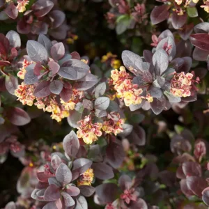 Барбарис Тунберга «Concorde»