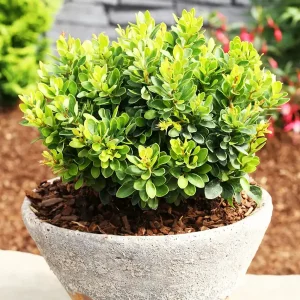 Барбарис Тунберга «Kobold»