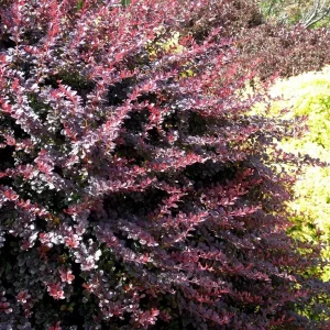 Барбарис оттавський «Silver Miles»